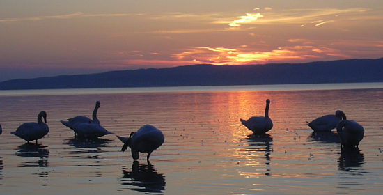 Balatonfenyves - Szlls, nyaral foglals - Foglals