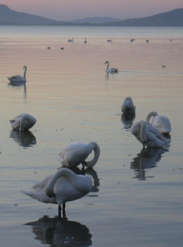 Odkaz - Vila Balatonu